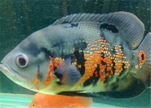 地图鱼怎么养 哪些鱼可以与地图鱼一起混养