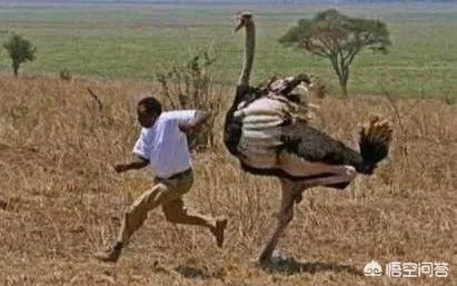 鸵鸟肉好不好吃？感觉怎么样？