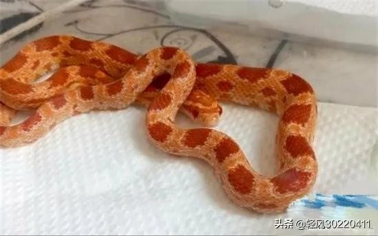 常见的十大无毒的蛇分别有哪些？