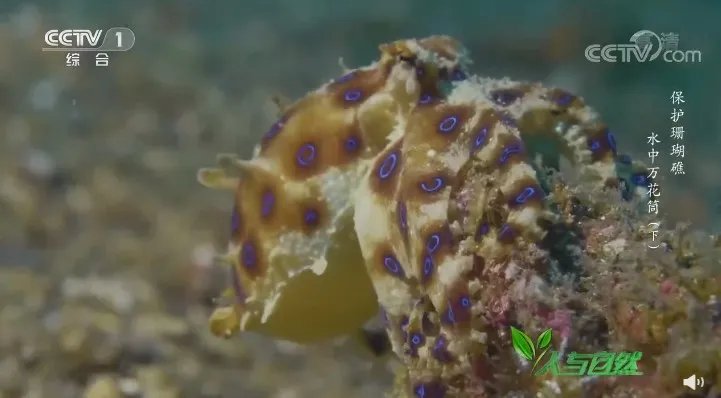 含有剧毒的蓝环章鱼 正在悄悄混入市场