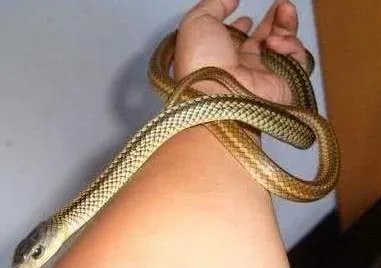 为什么家蛇不能打