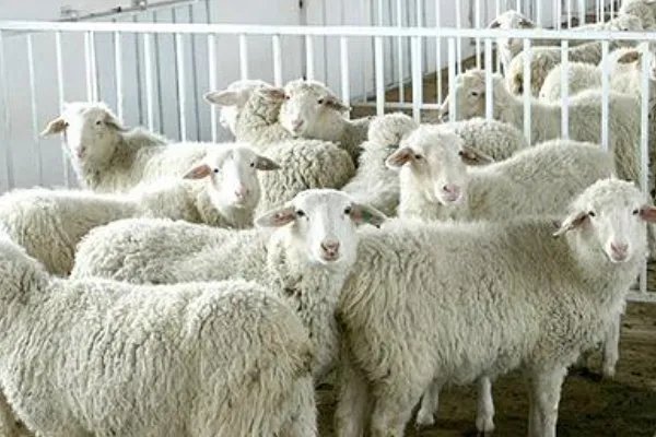 羊饲料的最佳配方是什么？