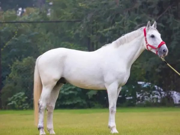 2023年最倒霉的属相