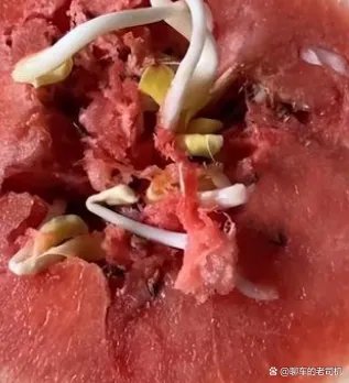 女子切开西瓜竟然在里面发现了黄豆芽，这西瓜还能不能吃呢？