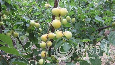 中国青梅之乡的介绍