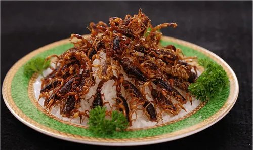 全虫是什么 全虫用药有哪些禁忌呢