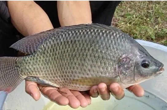 鱼的种类大全及名称 常见的鱼类有哪些