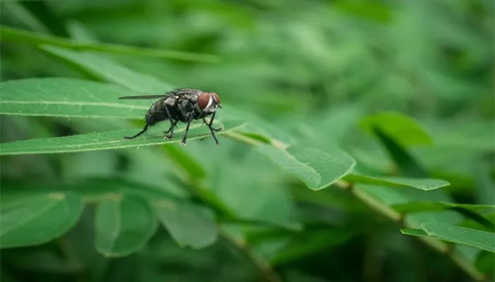 果蝇的危害 果蝇的危害有什么