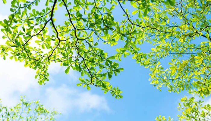 2022初伏从哪一天开始 2022初伏是什么时候