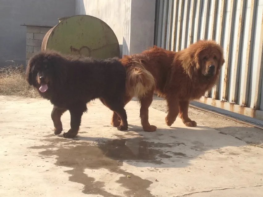 小藏獒多少钱一只