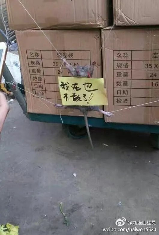 老鼠被五花大绑是怎么回事？