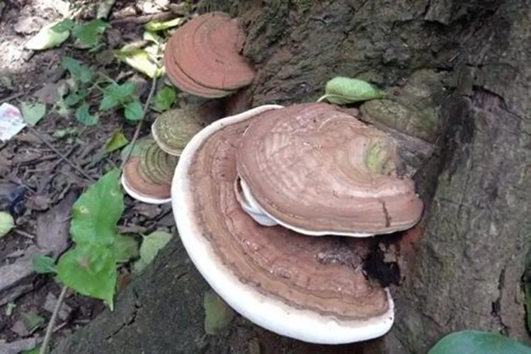 柳树灵芝图片及药用价值