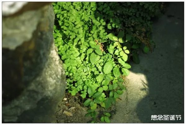 想念圣诞节的歌曲歌词