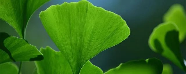 各种树叶的图片及名称？