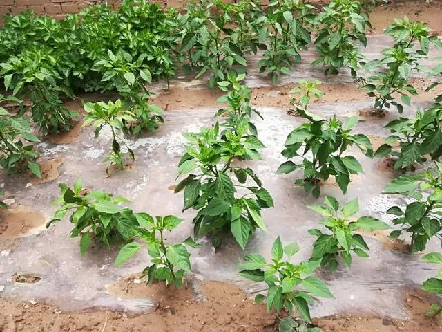 辣椒树能活几年?