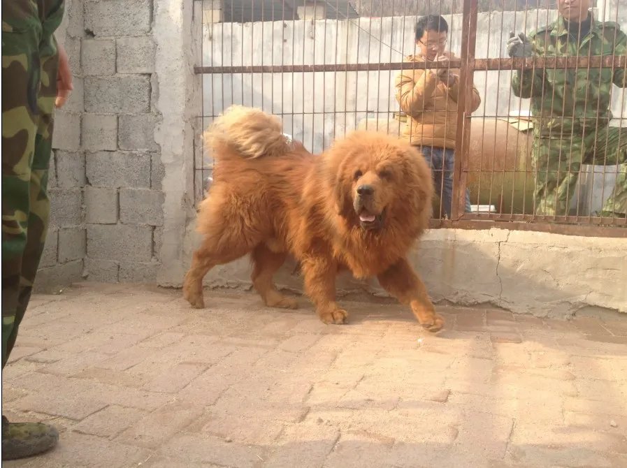 小藏獒多少钱一只