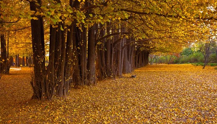 银杏是什么 银杏是什么植物