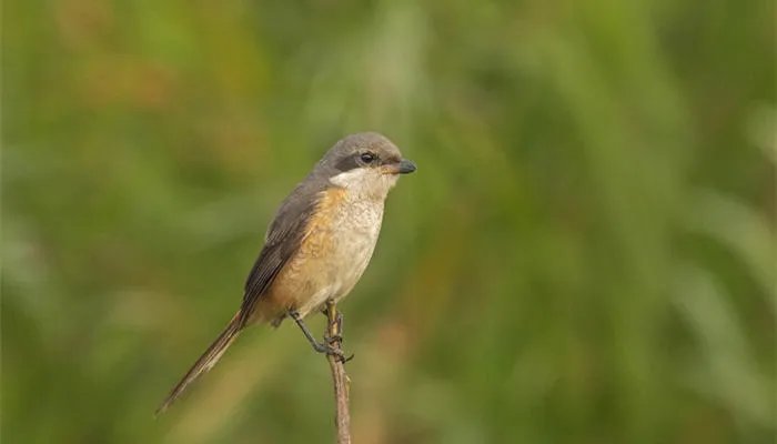 劳燕分飞中的劳指的是什么 劳燕分飞的意思是什么