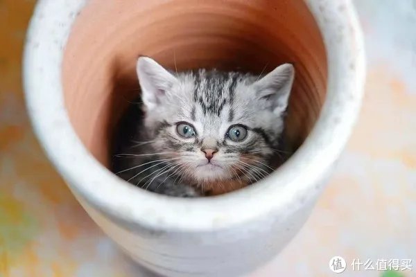 国产天然猫粮排行榜内容是真的吗？哪些品牌可信