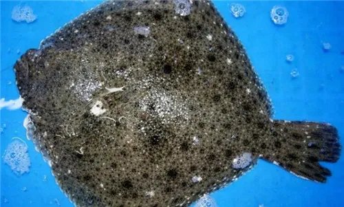 多宝鱼养殖方法介绍 哪些人不能吃多宝鱼