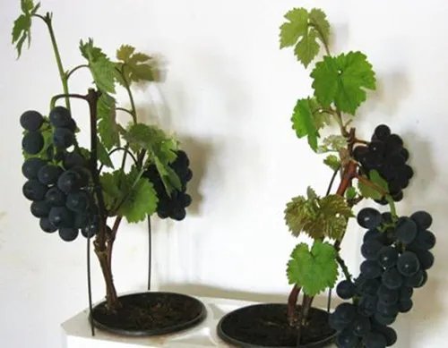 果树盆景有哪些特点  盆栽果树有哪些