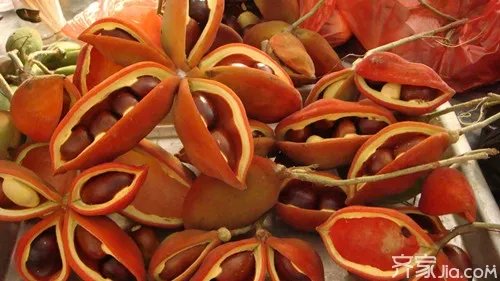 【美食】凤眼果煲汤的家常做法大全