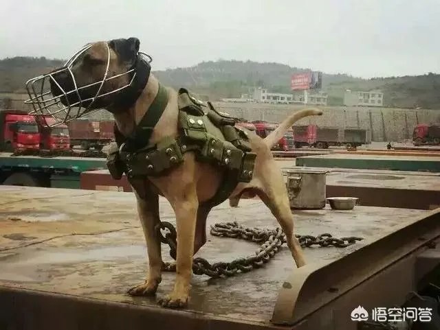 世界被禁养的十大猛犬，藏獒又能排的上第几呢？