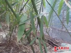 C网称霸 宏达CDMA智能强机mogul评测