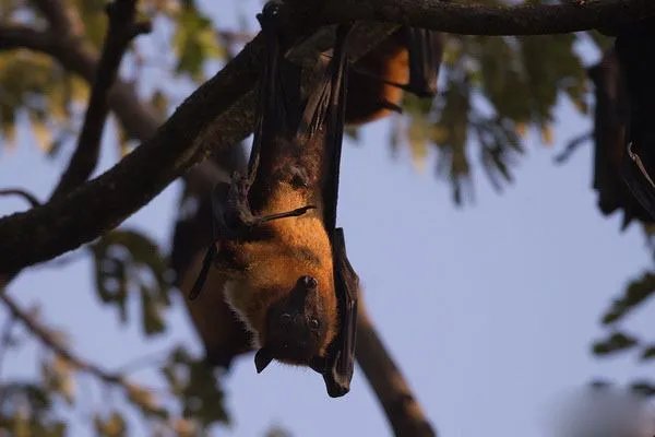 马来大狐蝠的介绍