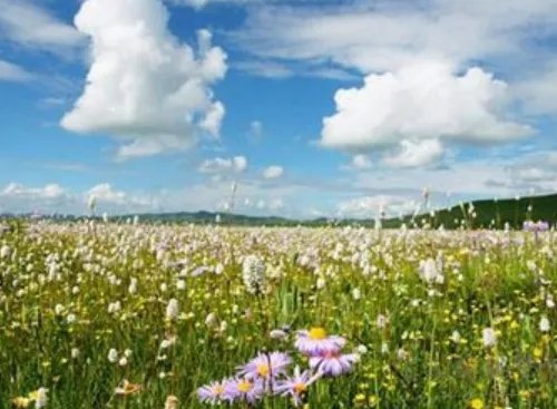 友情送花送什么花 送好朋友花多少朵合适