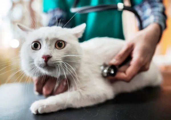 波斯猫多少钱一只