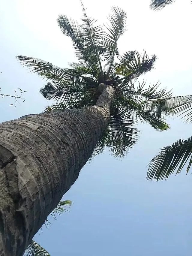 三亚湾和亚龙湾，哪个更好一些？