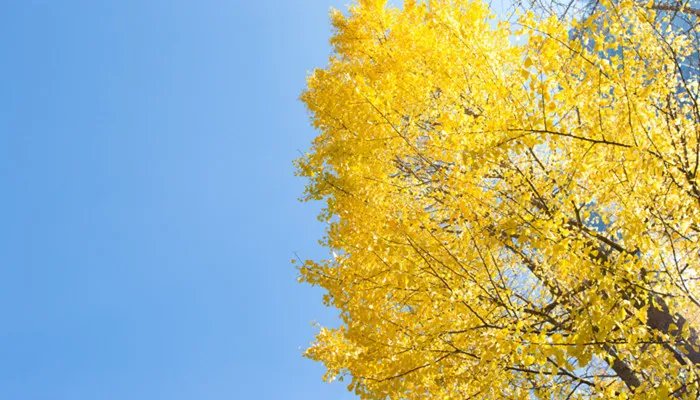 银杏是什么 银杏是什么植物