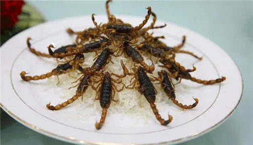 全虫是什么 全虫用药有哪些禁忌呢