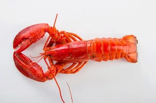 波士顿龙虾的做法？