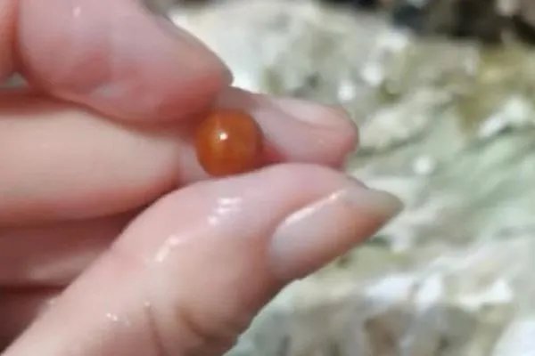 安徽一女子疑吃出稀有昂贵“海螺珠”，价值究竟有多高？