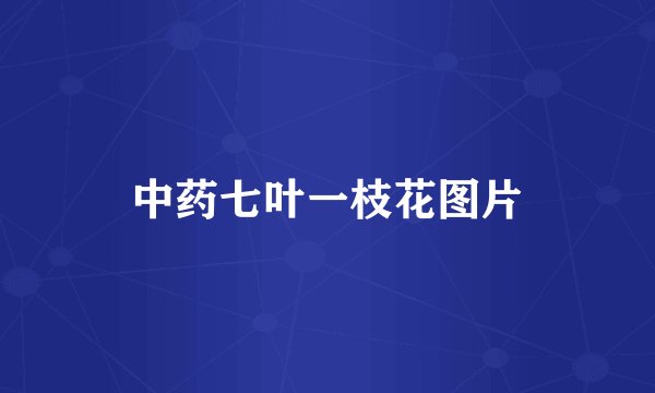 中药七叶一枝花图片