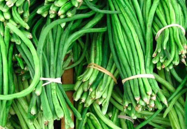 芸豆和豆角的区别