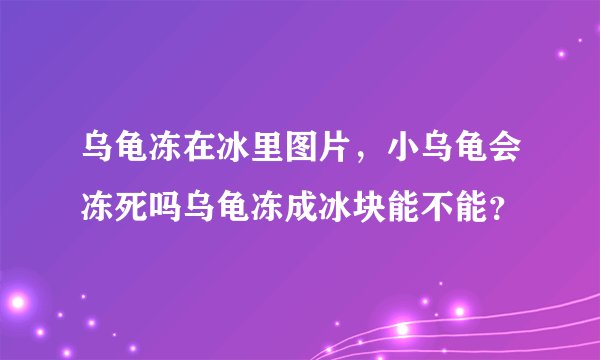 乌龟冻在冰里图片，小乌龟会冻死吗乌龟冻成冰块能不能？