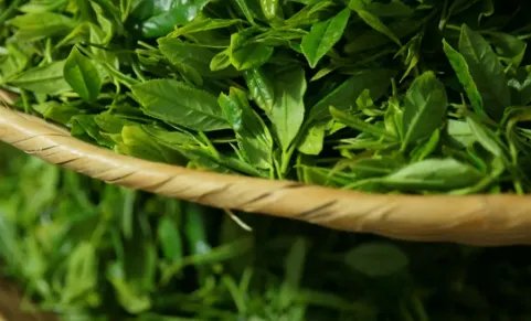 福建名茶有哪些品牌