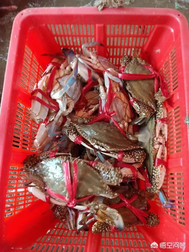 查干湖捕鱼卖多少钱一斤？一电商查干湖旗舰店一条4.6斤的鱼卖198元，贵吗？