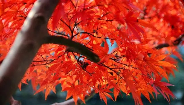 各种树叶的图片及名称?