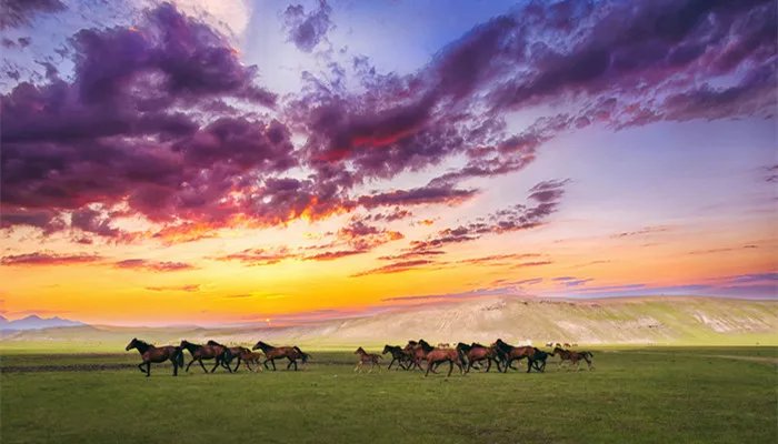 草原主要内容概括