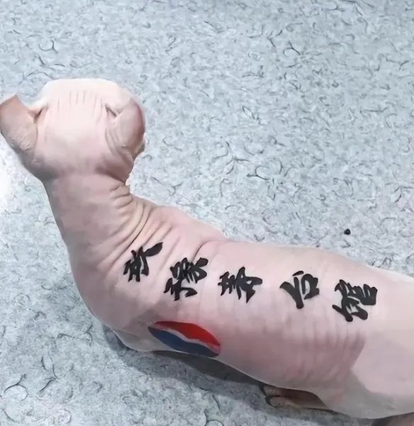 男子给猫纹身遭到网暴 网友：故意博眼球还涉嫌虐猫