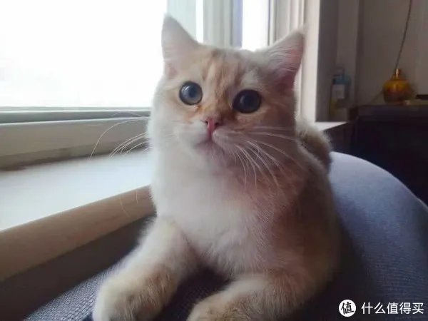 国产天然猫粮排行榜内容是真的吗？哪些品牌可信