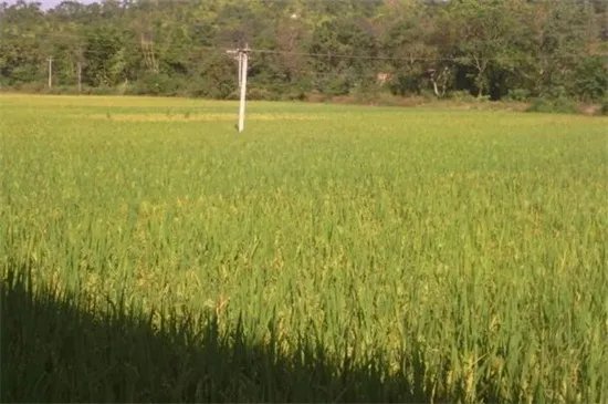 谷雨是几月几号
