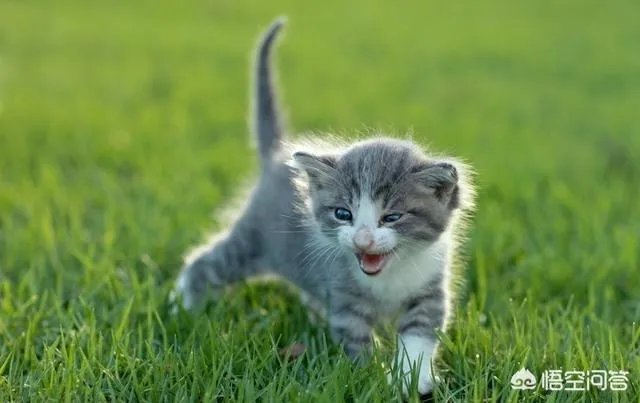 有哪些猫咪领养的网站或App可以推荐？