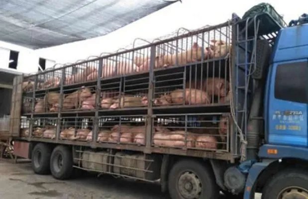 运猪车侧翻20吨活猪遭村民疯抢 网友：原来抢猪不分国界啊