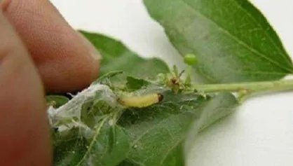 枣粘虫很严重，我们应该怎么解决？