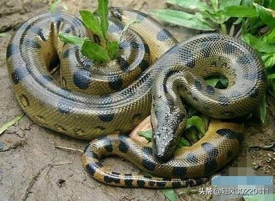 常见的十大无毒的蛇分别有哪些？
